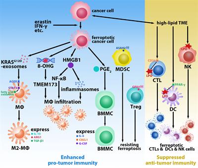 Frontiers | Ferroptosis-Mediated Formation of Tumor-Promoting Immune ...