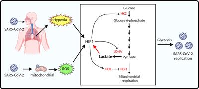 Lactate induces vascular permeability via disruption of VE-cadherin in  endothelial cells during sepsis