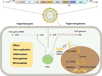 Frontiers | Regulatory Role of Host MicroRNAs in Flaviviruses Infection