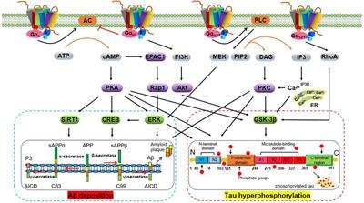 How can I measure brain acetylcholine levels in vivo? Advantages