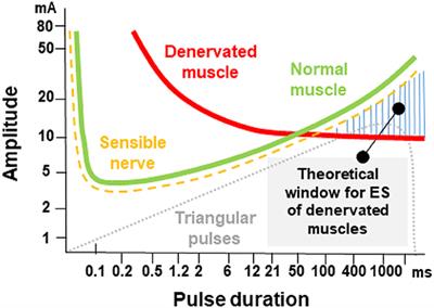 Frontiers  Safety and efficacy of electrical stimulation for  lower-extremity muscle weakness in intensive care unit 2019 Novel  Coronavirus patients: A phase I double-blinded randomized controlled trial