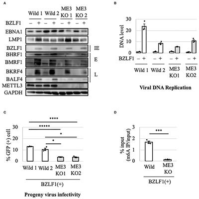 Frontiers  EBV Exploits RNA m6A Modification to Promote Cell Survival and  Progeny Virus Production During Lytic Cycle