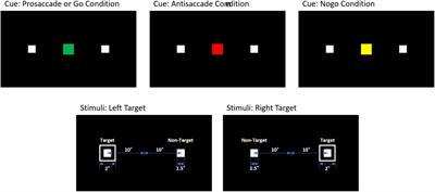 Frontiers | Inhibitory Control of Saccadic Eye Movements and Cognitive ...