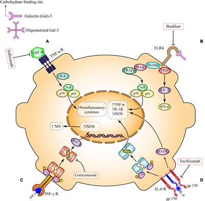 Frontiers | Microglial Inflammatory-Metabolic Pathways and Their ...