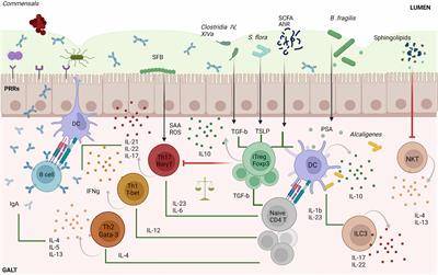 Frontiers | Gut Microbial Antigenic Mimicry in Autoimmunity