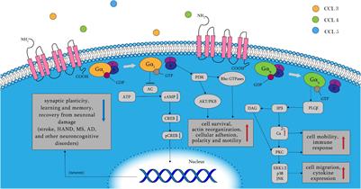 Frontiers | Targeting C–C Chemokine Receptor 5: Key to Opening the ...