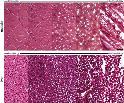 Frontiers | Example for process validation in biobanking: Fit for ...