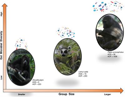 5 Comparison of party size and composition between chimpanzees and