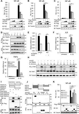 TNF--induced TAK1 phosphorylation at Thr-187. A, HeLa cells (2 10 6