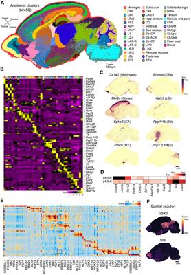 Spatiotemporal transcriptomic maps of whole mouse embryos at the