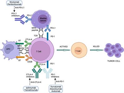 Frontiers | Prevention and Treatment of Side Effects of Immunotherapy ...