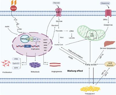 Frontiers | Role of HIF-1α/ERRα in Enhancing Cancer Cell Metabolism and ...