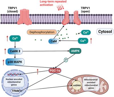 Frontiers | Role of TRPV1 in High Temperature-Induced Mitochondrial ...