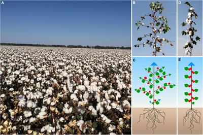 Understanding The Cotton Plant & Its Physiology 