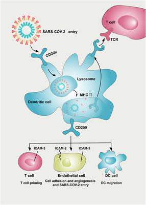 Frontiers | Comprehensive Profiling Analysis of CD209 in Malignancies ...