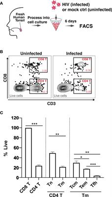 Frontiers  Mass Cytometry Analysis Reveals the Landscape and Dynamics of  CD32a+ CD4+ T Cells From Early HIV Infection to Effective cART