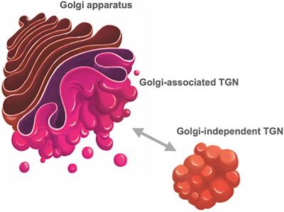 what does the golgi body look like