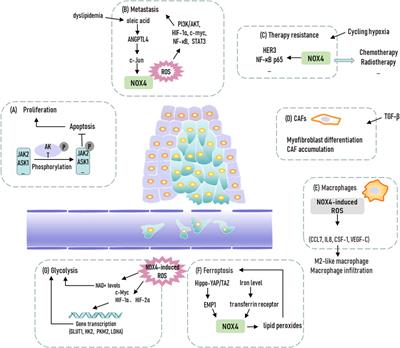 Frontiers | NADPH Oxidase 4: A Potential Therapeutic Target of Malignancy