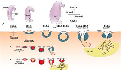 Breast Embryology: Overview, The Integument, The Embryologic Breast