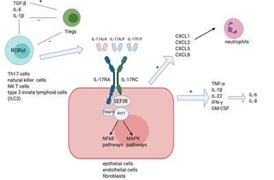 Frontiers | The Yin and Yang of IL-17 in Systemic Sclerosis