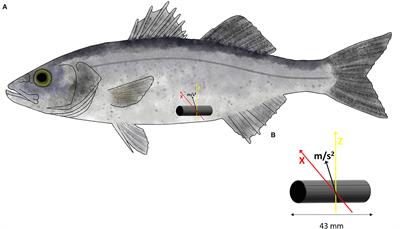 Meet the author: Largemouth Bass Aquaculture