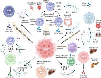 Frontiers | Plasticity of Innate Lymphoid Cells in Cancer