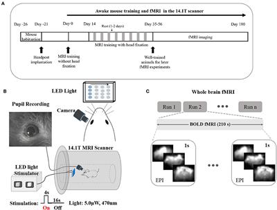 Frontiers | Awake Mouse fMRI and Pupillary Recordings in the Ultra-High ...