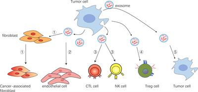 Frontiers | The Role of Exosomes in the Progression and Therapeutic ...