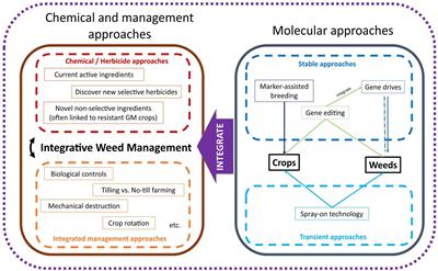 Herbicide options for effective weed management in dry direct