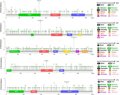 Frontiers | RecQ Helicase Somatic Alterations in Cancer