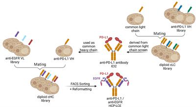 Frontiers | A Generic Strategy to Generate Bifunctional Two-in-One ...