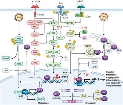 Frontiers | The Nuclear Translocation of Heme Oxygenase-1 in Human Diseases