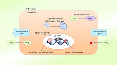 Inhibit or Evade Multidrug Resistance P-Glycoprotein in Cancer Treatment