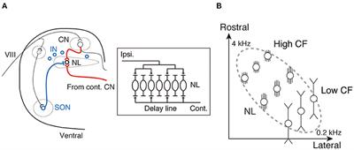 Frontiers | Cellular Strategies for Frequency-Dependent Computation of ...