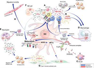 Frontiers | Pathological and protective roles of dendritic cells in ...