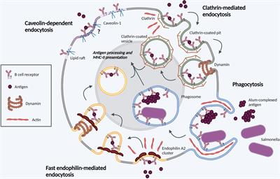 Mechanisms of endocytosis. Annu Rev Biochem