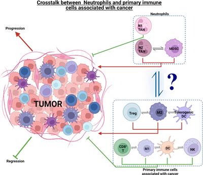 PDF) During early stages of cancer, neutrophils initiate anti