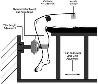 Physiological and methodological considerations for the use of neuromuscular  electrical stimulation