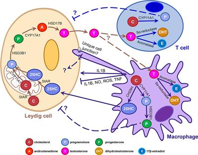 Frontiers | Immune Cells as Critical Regulators of Steroidogenesis in ...