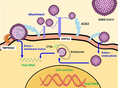 Antepartum vs. postpartum vaccination: which provides the most protection  against SARS-CoV-2 in breastfed infants?