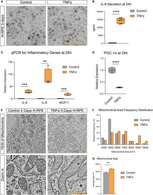 Immunohistochemistry staining images of (a) IL-6 and (c) TNF-α on