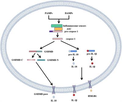 Frontiers | Pyroptosis: Role and Mechanisms in Cardiovascular Disease