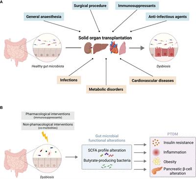 Frontiers | Is Intestinal Dysbiosis-Associated With Immunosuppressive ...