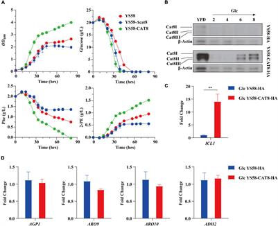 Regulation of crucial enzymes and transcription factors on 2