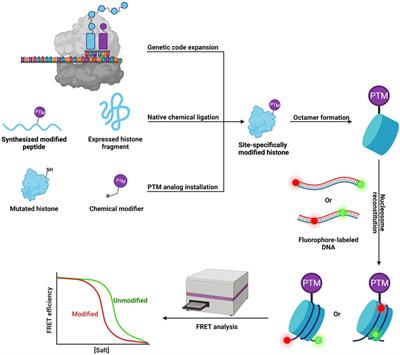 Frontiers | Roles of Negatively Charged Histone Lysine Acylations in ...