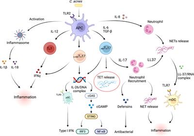 Frontiers | T Cell Extracellular Traps: Tipping the Balance Between ...