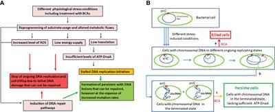 Frontiers  Selective Host Cell Death by Staphylococcus aureus: A Strategy  for Bacterial Persistence