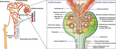 Renal System: Kidney  ditki medical & biological sciences