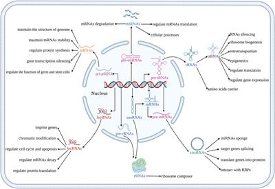 Frontiers  MicroRNA-34c Inhibits Osteogenic Differentiation and