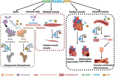 Frontiers | The Roles of RANK/RANKL/OPG in Cardiac, Skeletal, and ...